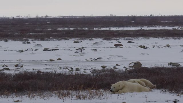 Slow motion - medium polar bears wresting in willows as snow falls