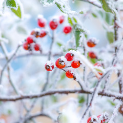 Vibrant red brier berries covered by snow.