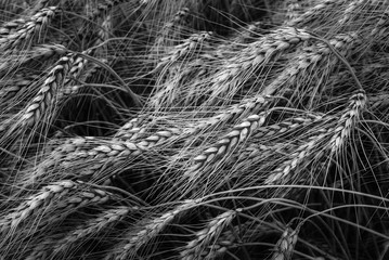 Wheat in shades of gray