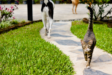 Thailand Siamese cat name "KORAT CAT"