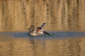 male gadwall duck (Anas strepera)