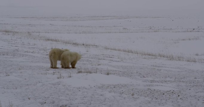 Polar bear rests chin on older cub on snowy esker