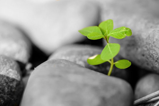 Close up of young sprout on black and white background.