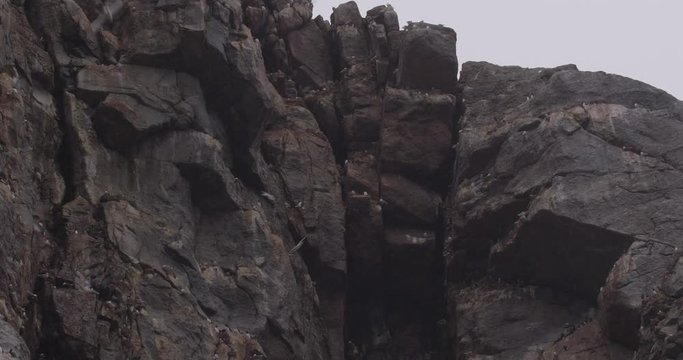 Gulls and Terns wheelling about nesting cliff in falling snow in Svalbard