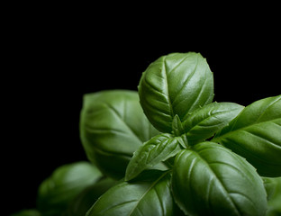Basil leafs on the dark background. Green leaves closeup. Aromatic ingredient in culinary, raw for beverage and dishes. Traditional Italy spice for pasta, pizza, salads. Macro. 