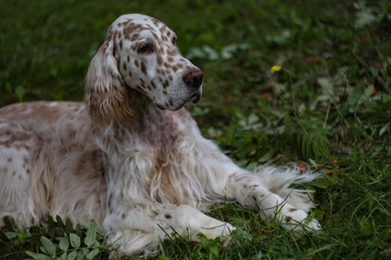 Stylish pure breed spotty dog laying on the green grass in soft focus