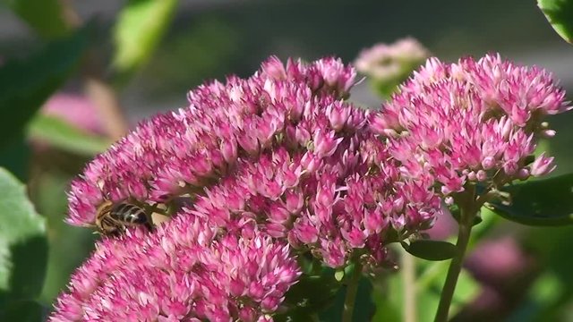Eine Honigbiene krabbelt auf den Blüten dér Fetthenne (Nahaufnahme)