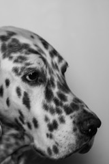 Black and white head shot of spotty pure breed pointing dog