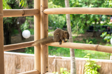 Asian Squirrel on a bamboo eating french fries. Asia, Bali, Indonesia.