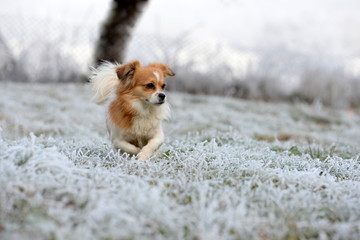 Winterglück, kleiner gescheckter Mischlingshund läuft über winterliche Wiese