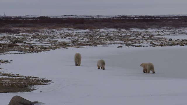 Mother polar bear leads twin cubs off frozen pond to snowy willows