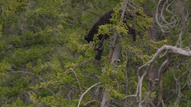 Black bear cub tries to disentangle self from branches at top of tree