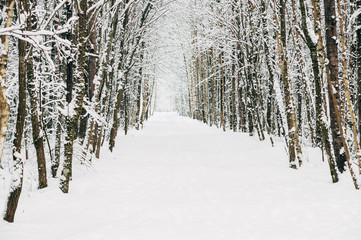 Picturesque snowy alley