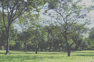 green grass field in big city park