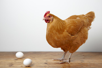 hen and eggs