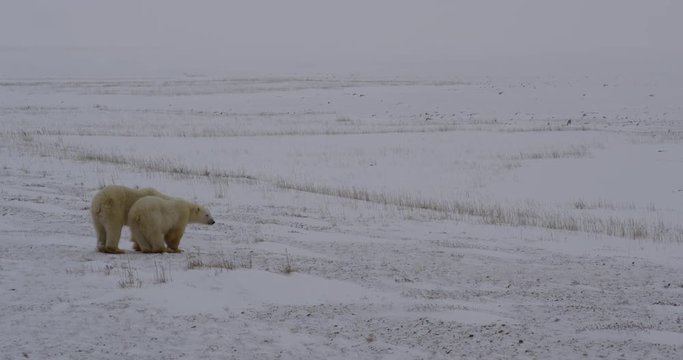 Mother polar bear rests chin on cub then walk out to sea ice