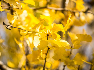 colorful yellow ginko leaves branch tree