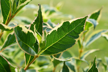 Weigela Nana Variegata