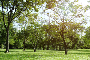 Fototapeta na wymiar green grass field in big city park