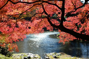 Fototapeta na wymiar 日本庭園の紅葉