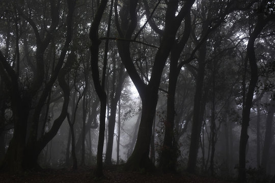 Natural landscape. Dark forest with white fog.