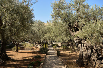 Olive trees in the Garden of Gethsemane, Jerusalem, Israel