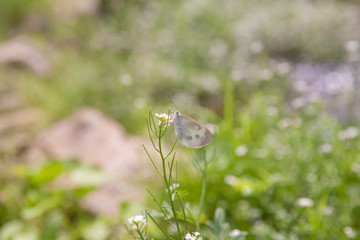 Cabbage butterfly can eat nectar from the flowers
