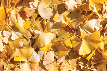 Ginkgo of autumn leaves.