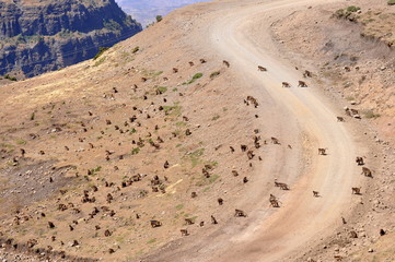 road in Ethiopia with Gelada Monkeys