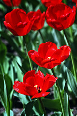 Red tulips 2