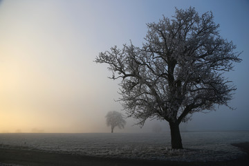 Sunrise / Frosty Morning