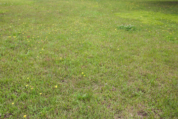 Green carpet of clover. Field of clover. The lawn of clover. Bright grass clover, green lawn background