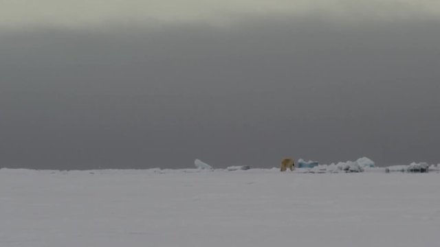 Polar bear walking away over sea ice with scrap of meat