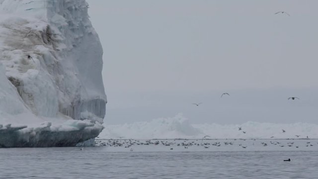 Slow motion - snow falling on flock of sea birds next to iceberg