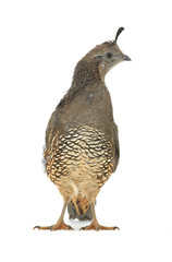  Female California Quail