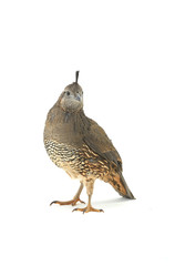  Female California Quail