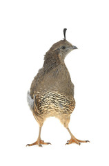  Female California Quail