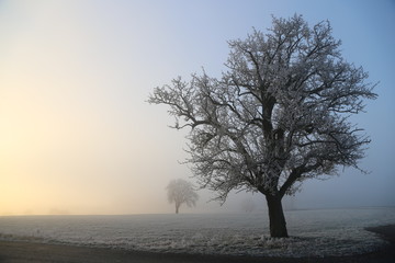 Sunrise / Frosty Morning