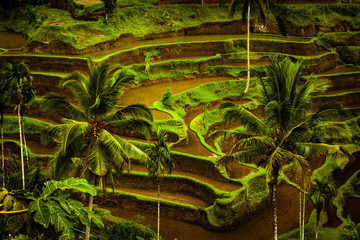 Rise field. Bali island