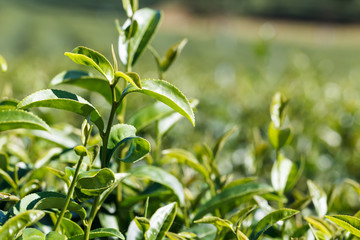 Obraz premium Green tea plant