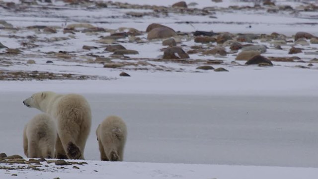 Polar bear family walk away across frozen pond and snowy rocks