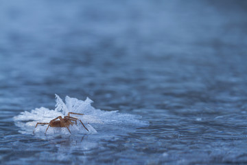 Frozen spider on ice in winter