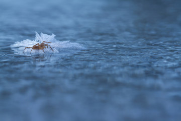 Frozen spider on ice in winter