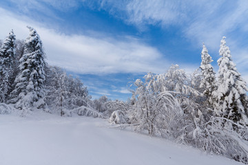Winter forest in snow with blue sky