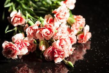 Pink carnation on black background