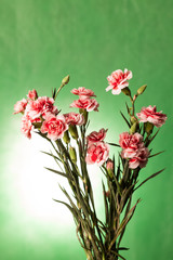 Pink carnation on green background