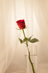 Studio Shot of Red roses
