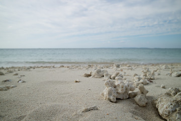 サンゴの砂浜