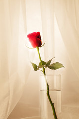 Studio Shot of Red roses