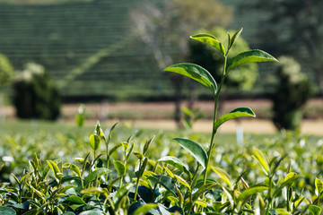 Green tea plant